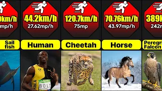 What Are The Fastest Animals In The World? | Comparison