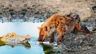 It's Amazing..This Hyena Came Close To Crocodile Lake, But What Happened Was Unexpected