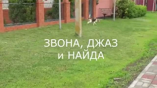 голоса эстонских гончих