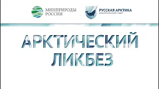 Научная деятельность в "Русской Арктике": мониторинг белого медведя