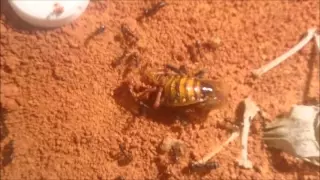 Campontus & Messor Sp. - Feeding