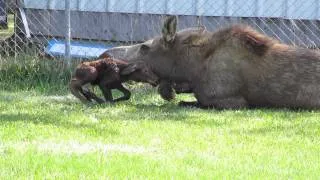 Mommy Moose Gives Birth to Twins!