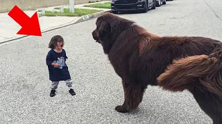 Boy Shouts at Dog – You See the Dog's Next Move!