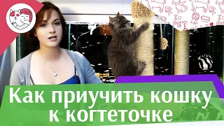 Как приучить кошку к когтеточке на ilikepet