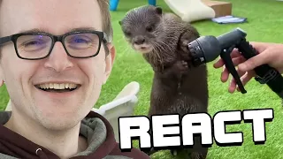 React: The Best Of The Internet (2020)