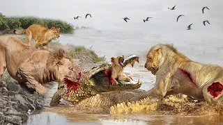 Lions Frenzy Attack Crocodile To Save Lion Cub From Deadly Teeth- Lion vs Crocodile Never Ending War