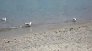 seagull documentary part 1