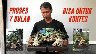 Proses Bonsai Sancang Selama 7 Bulan - Langsung OTW Kontes