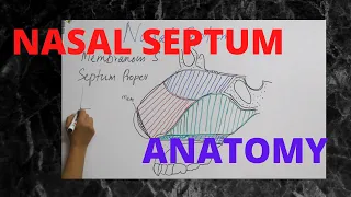 050.Nasal Septum: Anatomy  #anatomy  #septum