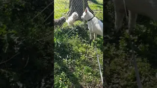 HUSKY  GETS BULLIED BY TWO SMALL DOGS