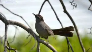 サン＝サーンス：「動物の謝肉祭」全曲