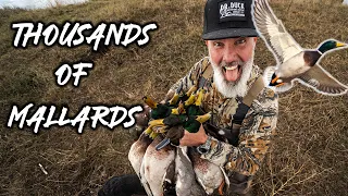 Thousands Of Mallards!! Flyover States | Dr Duck