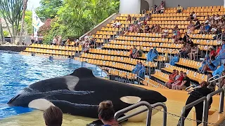 ORCA OCEAN LORO PARK TENERIFE ESPANHA 4K