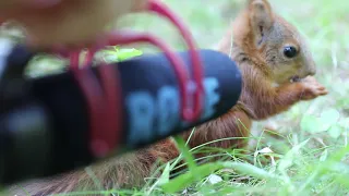 I put my microphone in front of a 7 week old baby red squirrel.