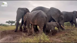 Messy mud baths with the Jabulani elephant herd 🐘