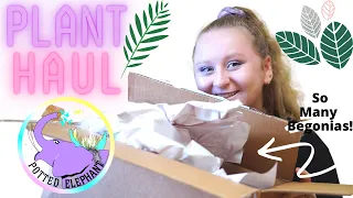 PLANT HAUL/ UNBOXING [Potted Elephant!]