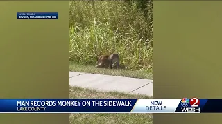 Lake County father spots monkey wandering around as he picks up daughter from school