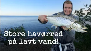 Actionfyldt Havørredfiskeri! Juni 2023 (4K)
