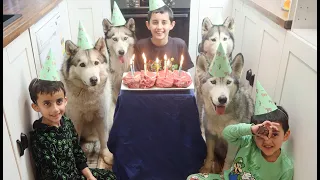 DASH THE HUSKY'S 9TH BIRTHDAY PARTY | BEEF SCOTCH FILLET STEAK CAKE | RAW FOOD DIET!