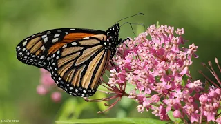 A Presentation by Doug Tallamy – Nature’s Best Hope