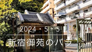 2024・5・5子供の日　新宿御苑のバラは見事でした