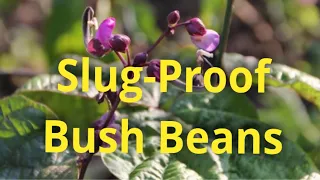 Bush Beans Slugs Don’t Like?? Tips for growing bush beans in Slug Country