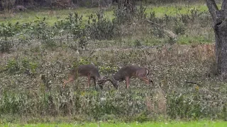 CRAZIEST BUCK FIGHT We've Ever Seen in the South!