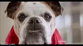 Ohio State - Michigan Cute Dog/Petsmart Commercial