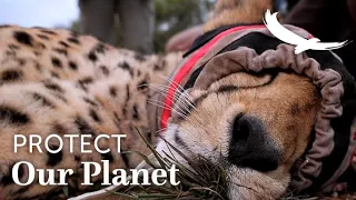 Protect our Planet | Conservation Collaborations | Moving Cheetah to Phinda  | South Africa