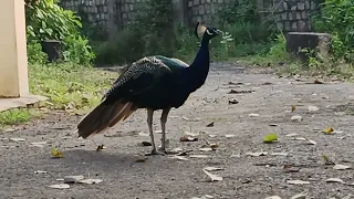मोर का वीडियो || peacock || animal world || bandar || #shorts #shortvideo