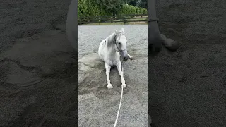 Horse has an itchy belly ….wait for the end 😂