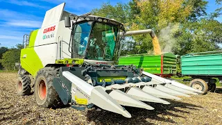 Kukorica aratás 2022 🌽 Claas Tucano 440 + OptiCorn - 676 CS | Corn Harvest