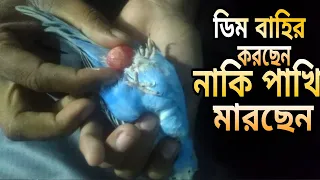 Egg Binding For Budgie & Solution in Bangla || Birds Help Care