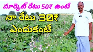 broad beans farming in telugu- మార్కెట్ రేటు gk 50₹ ఉంటే నా రేటు kg 30₹ అనుకుంటా