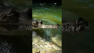 crocodile eating fish. || Crocodile sharp teeth