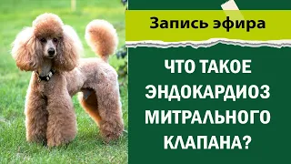 Что такое эндокардиоз митрального клапана