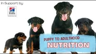 A Comprehensive Guide to Canine Nutrition and Feeding Practices
