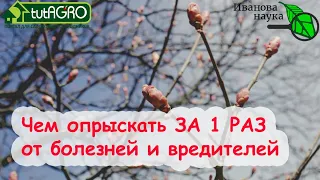 УНИКАЛЬНЫЙ РЕЦЕПТ XIX ВЕКА ДЛЯ ОБРАБОТКИ САДА, БОРЬБЫ С ГНИЛЬЮ, ПЕРОНОСПОРОЗОМ и ФИТОФТОРОЙ