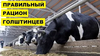 Кормление голштинских коров | Способы откорма | Откорм КРС | Коровы | Голштинские коровы