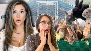 HOUSE RABBIT MAKEOVER | "HELP! I HAVE 8 BUNNIES!" | EPISODE 8