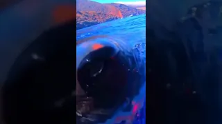 r/unexpected | Shark Surprises the Cameraman | Oof Moment