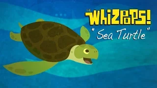 Sea Turtle by The Whizpops!