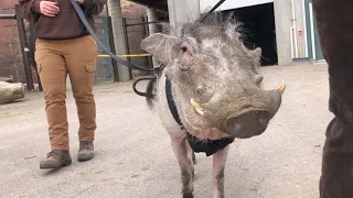 Abnormally Normal: Walkabout with a Warthog