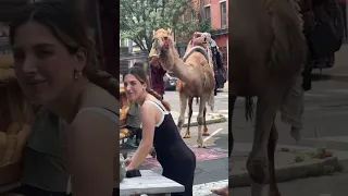 WATCH: Pearl the Camel Caught Feasting on a Hoagie Roll in Philadelphia #shorts