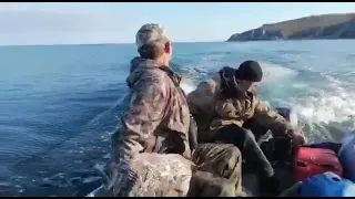 Косатка устроила погоню за рыбаками.