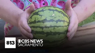 Watermelon season has begun in California. Here's how to pick the right one.