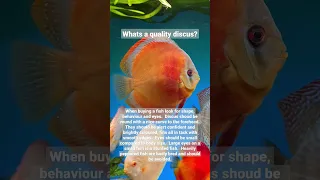 How to buy a quality Discus fish.  What do you look for?