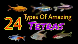 24 Different Types Of Tetra Fish