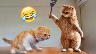 Try not to laugh|New funny cats and dogs|Funniest animals😂🙉 #funnyanimals  #cutecats #shorts