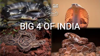 Deadliest snakes of India? Spectacled cobra, Russell's viper, Common krait, Saw-scaled viper